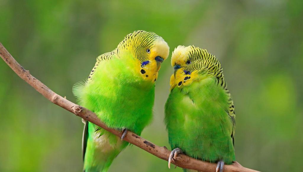 SOS OISEAUX, Perroquet