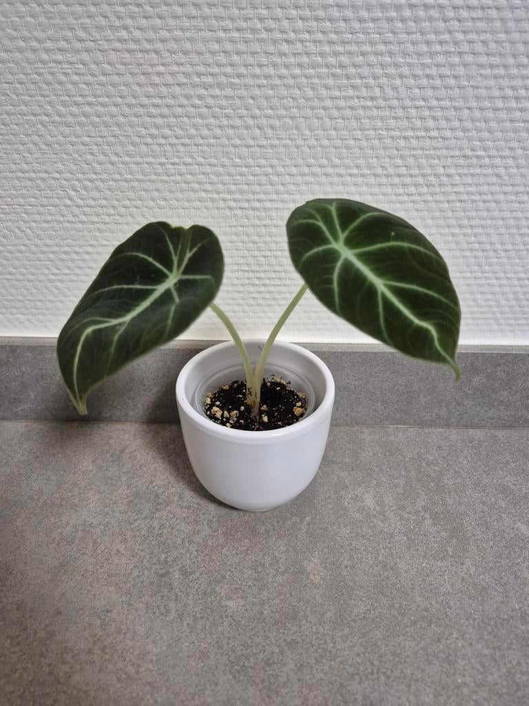 Alocasia black velvet, Huis en Inrichting, Ophalen of Verzenden
