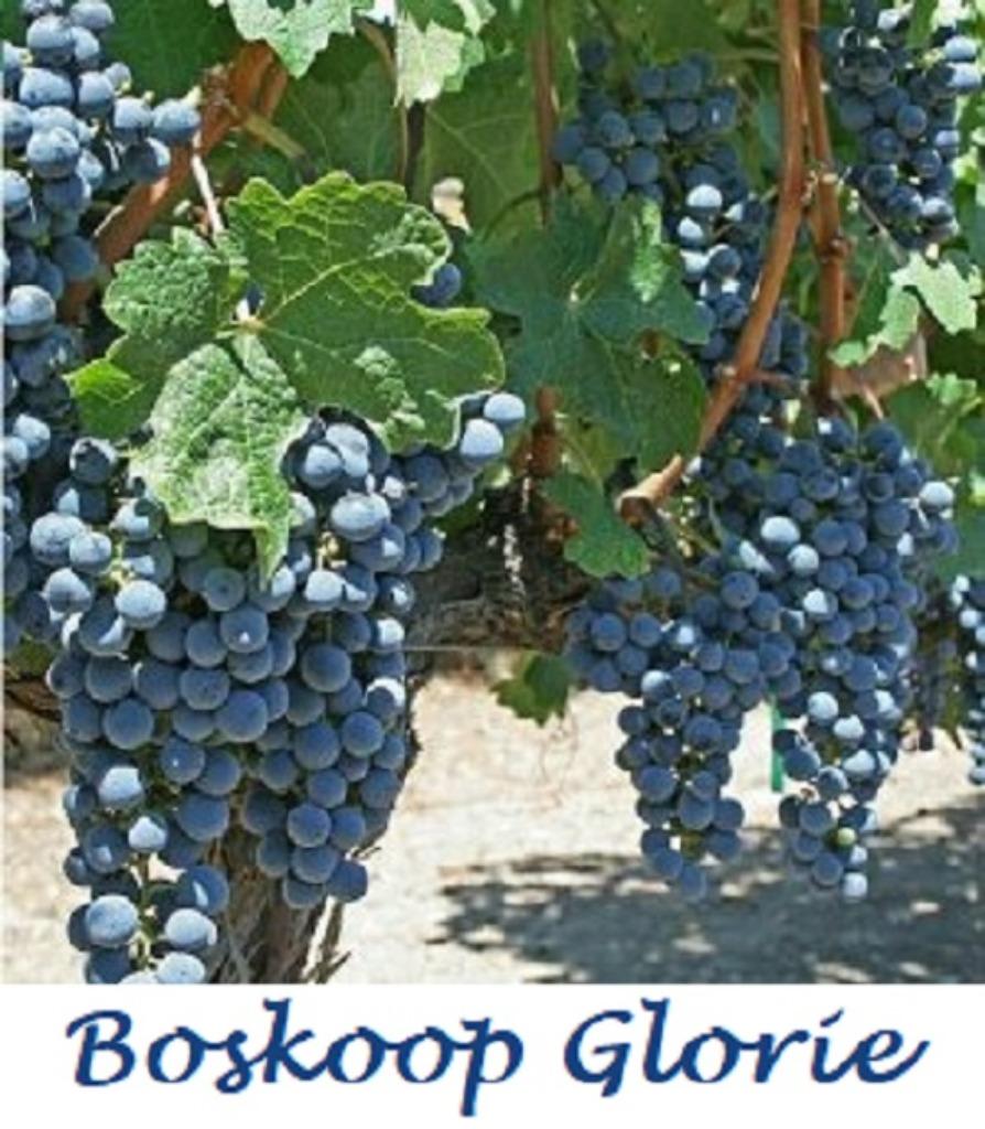 DRUIVELAARS o.a. "BOSKOOP GLORIE", 1 meter, in pot, 12€/stuk, Tuin en Terras, Volle zon, Vaste plant, Ophalen of Verzenden, Fruitplanten