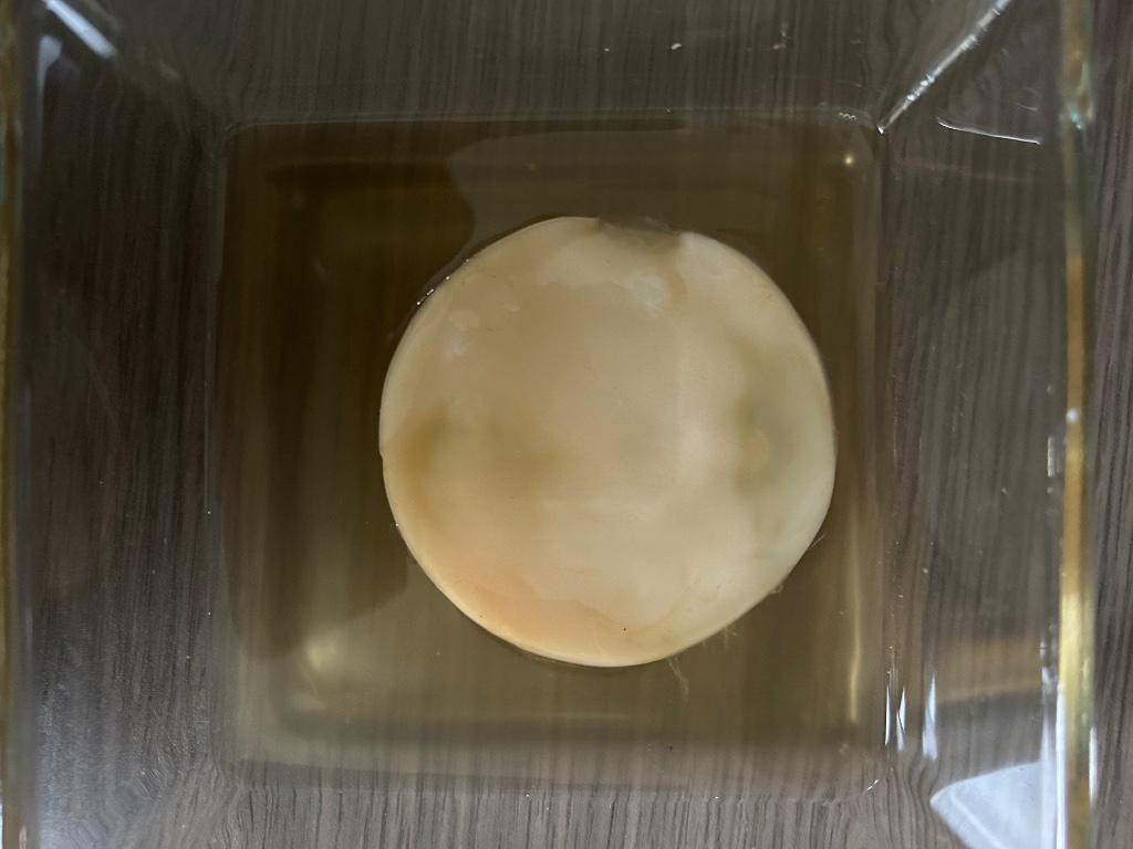 Scoby + startersvloeistof voor kombucha, Diversen, Levensmiddelen, Ophalen