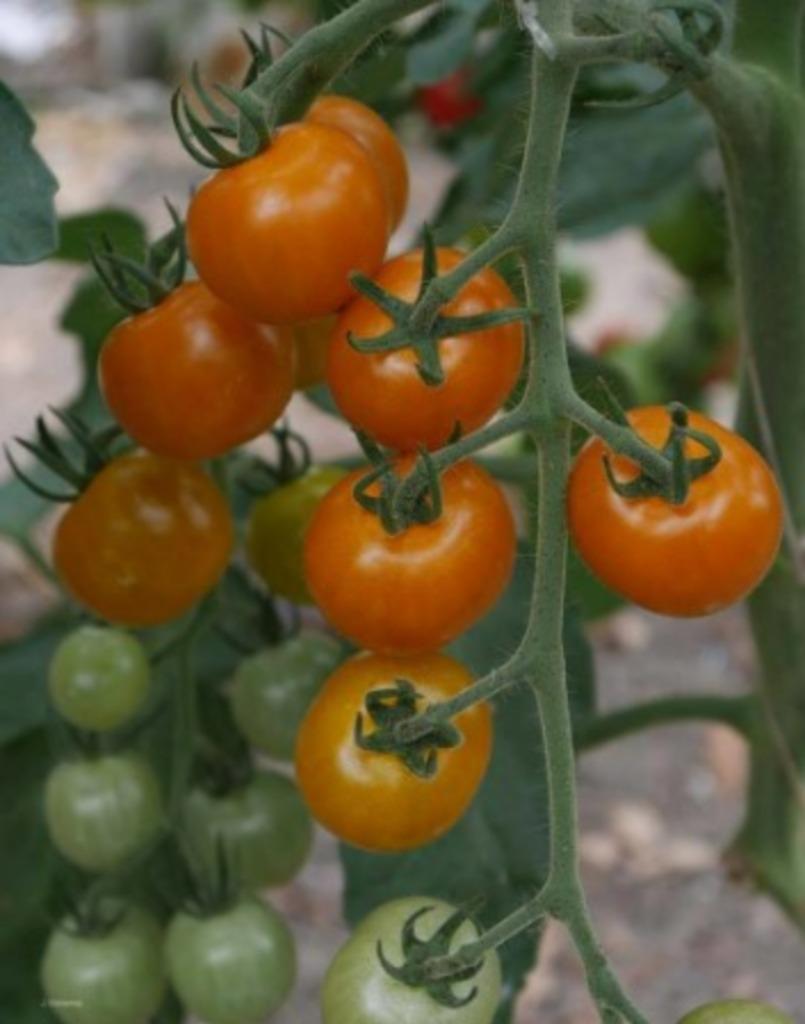 5 graines de tomate cerise jaune orangé Goldmarie, Jardin & Terrasse, Envoi, Printemps, Graine