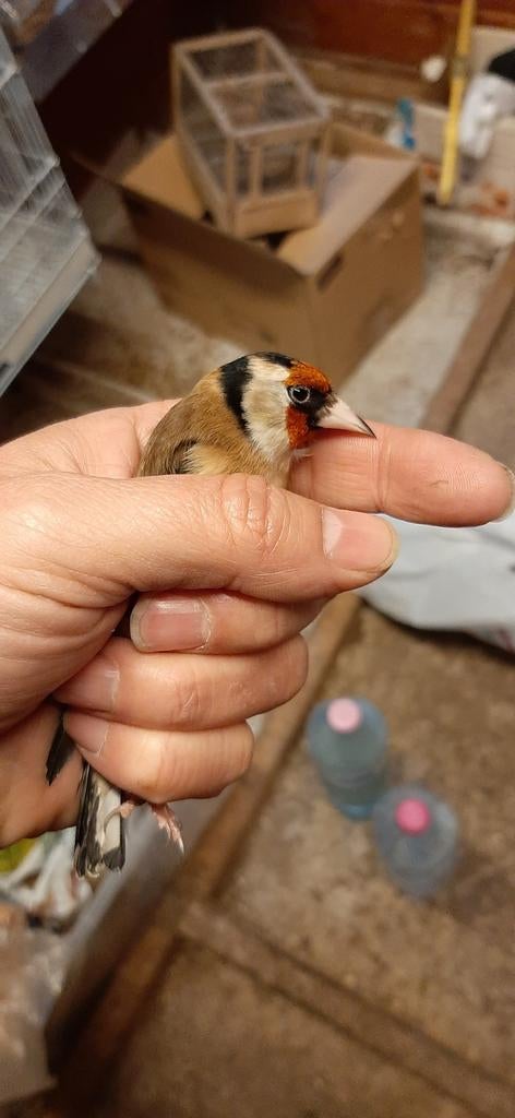 Chardonnerets petite taille reste 1 dernier couplé, Animaux & Accessoires, Mâle