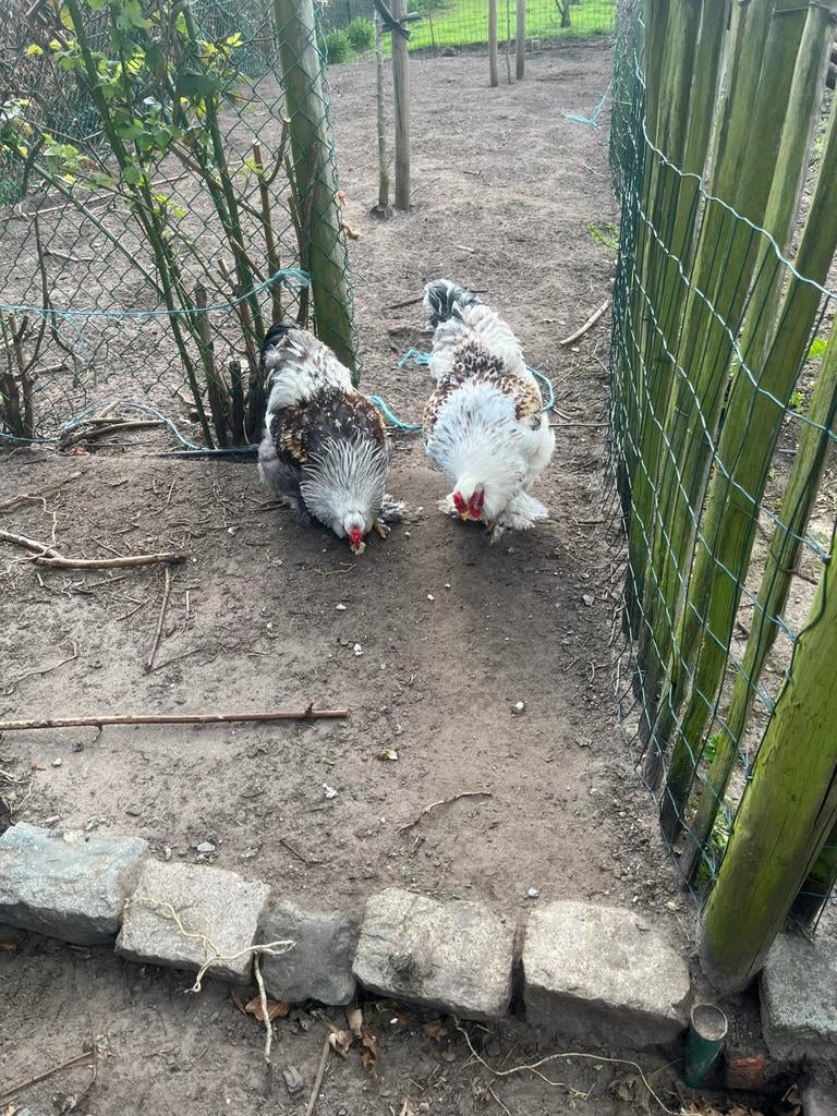 Brahma jonge hanen ras zuiver 6 m oud, Dieren en Toebehoren, Pluimvee, Mannelijk, Kip