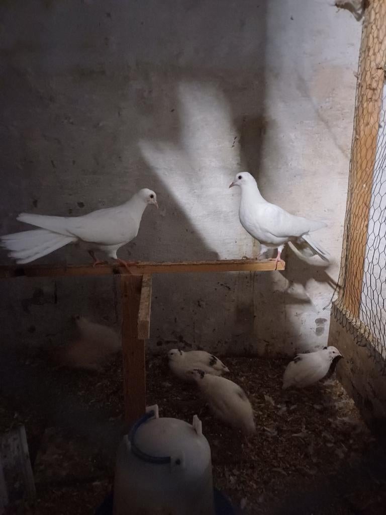 Witte duiver, Dieren en Toebehoren