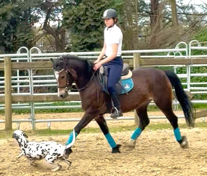 Welsh D pony super braaf, Dieren en Toebehoren, Pony's, Merrie, Met stamboom