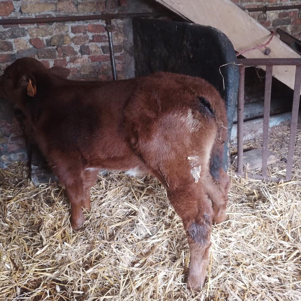 100%westvlaams rode dekstier kalf, Dieren en Toebehoren, Runderen, Mannelijk