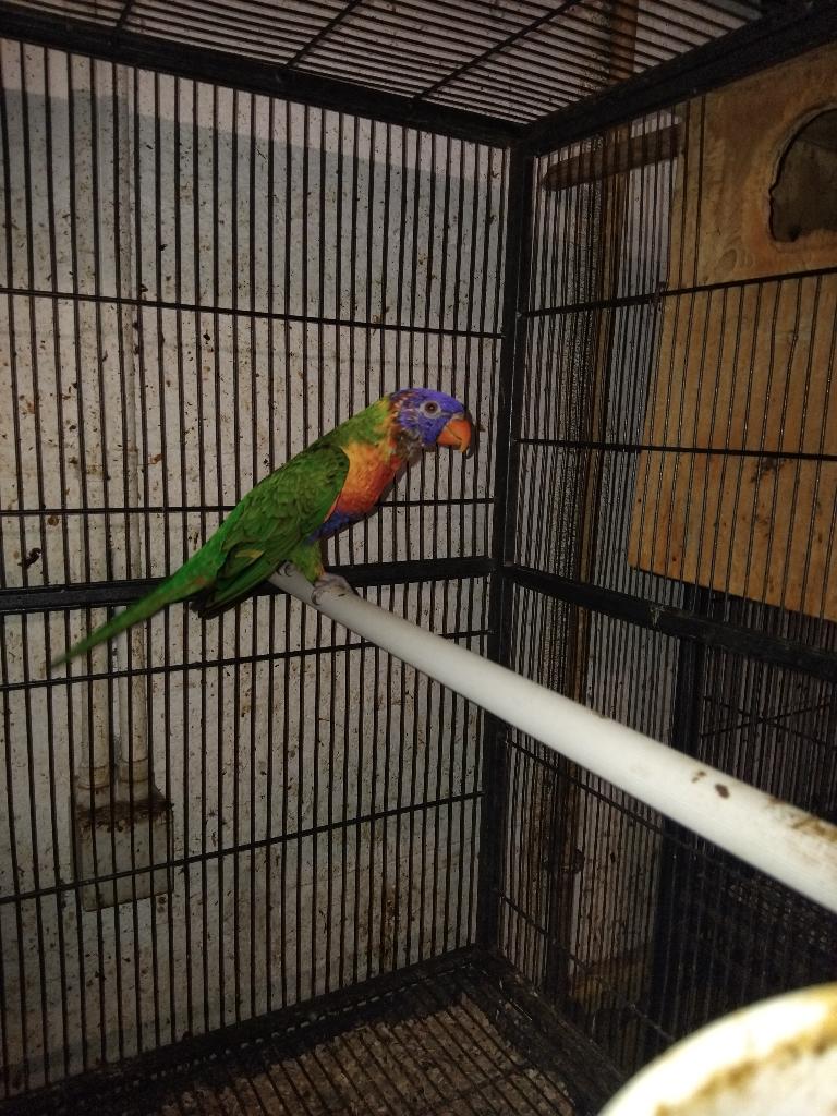 Lori de Swainson, Dieren en Toebehoren, Mannelijk, Parkiet, Geringd