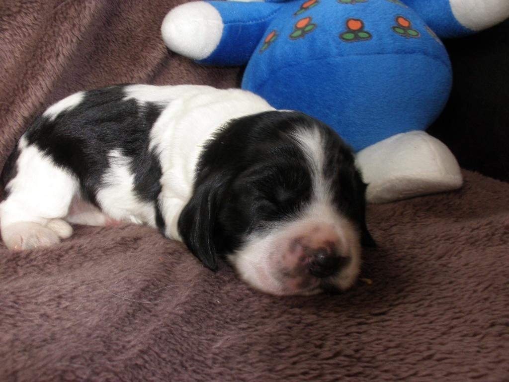 Engelse cocker spaniel pups, Animaux & Accessoires, Particulier, Plusieurs, Belgique, Plusieurs animaux