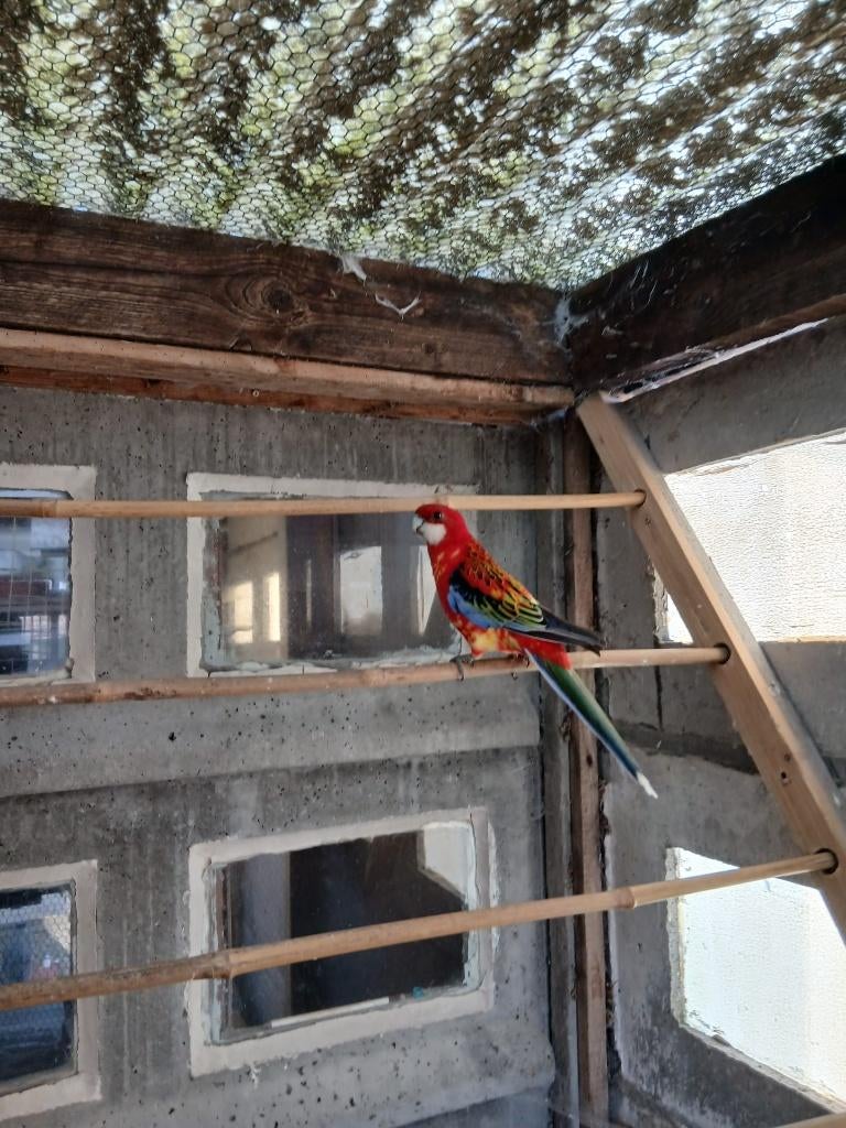 rosella, Dieren en Toebehoren, Mannelijk, Parkiet