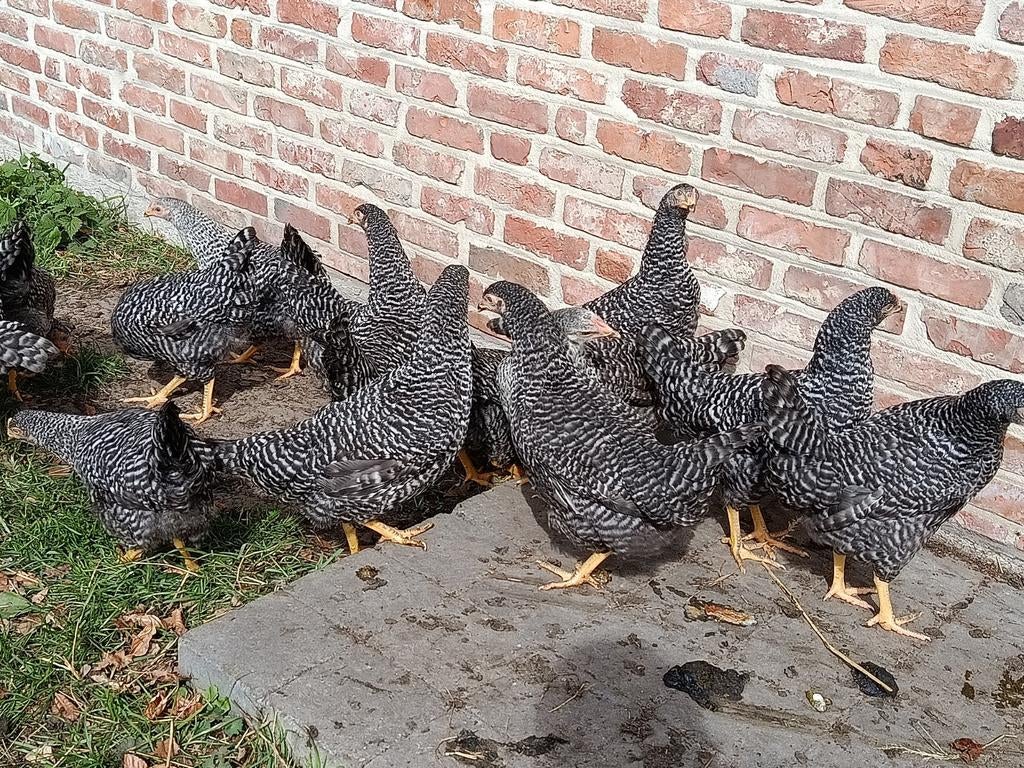 hollandse blauwe legkippen, Dieren en Toebehoren, Pluimvee, Kip