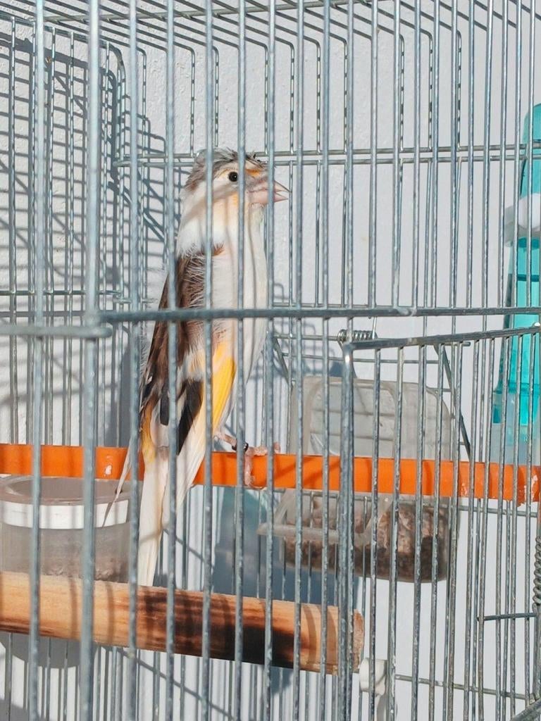 Mitis  chardonrai.  2025, Dieren en Toebehoren