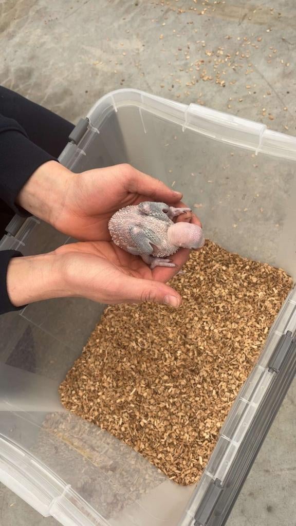 Alexander parkieten baby's, Dieren en Toebehoren, Vogels | Parkieten en Papegaaien