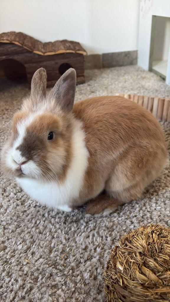 Lapin nain 11 mois, Animaux & Accessoires, Mai, Mâle