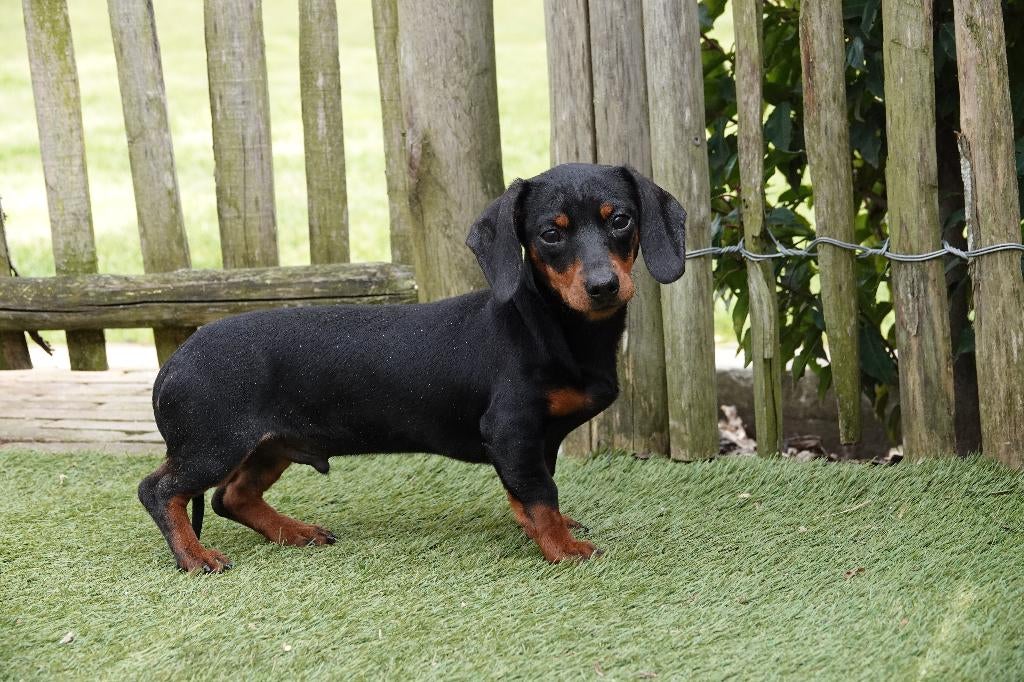 Kortharige dwergteckel pups, met stamboom (geteste ouders), Dieren en Toebehoren, Honden | Teckels en Dashonden, Parvo, België
