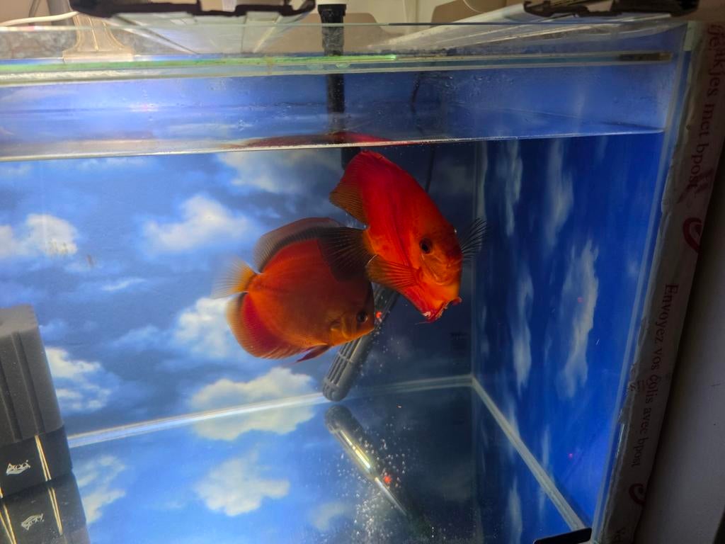 9 discussen waarvan 2 koppels, Enlèvement