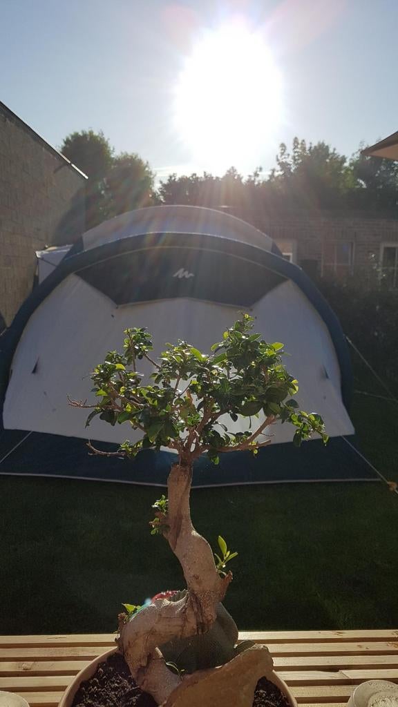 Grote campeertent en toebehoren, Jardin & Terrasse, Plantes | Arbres, Enlèvement