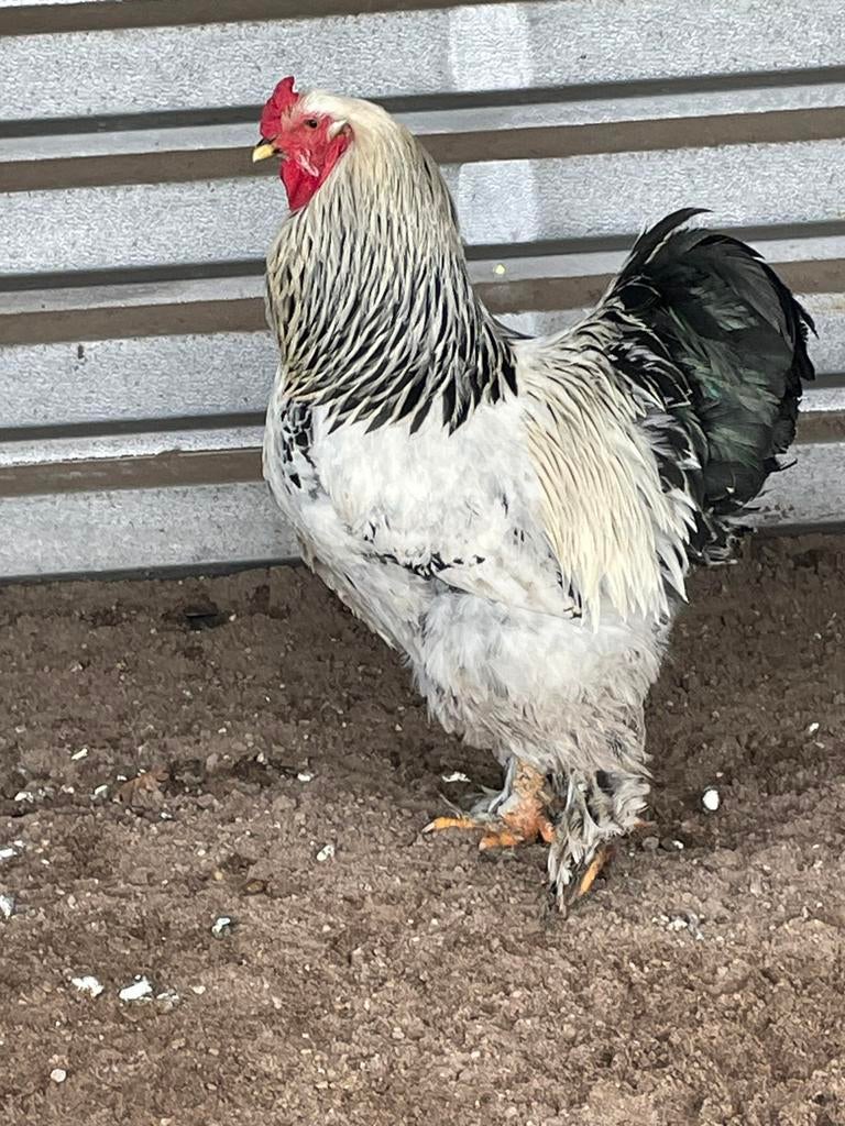 Sierkippen groot hoenders, Plusieurs animaux, Poule ou poulet