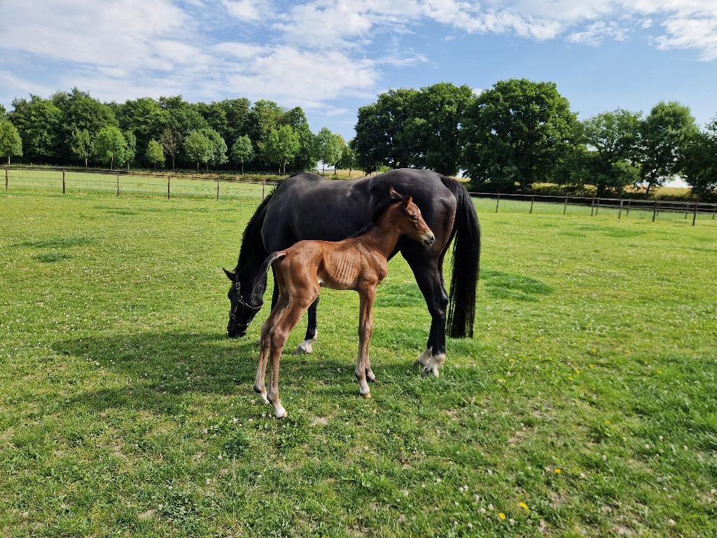 Dressuurmerrie (v. Negro) drachtig van Viva Vitalis, Dieren en Toebehoren, Paarden, Merrie, Met stamboom, Dressuurpaard, Zadelmak