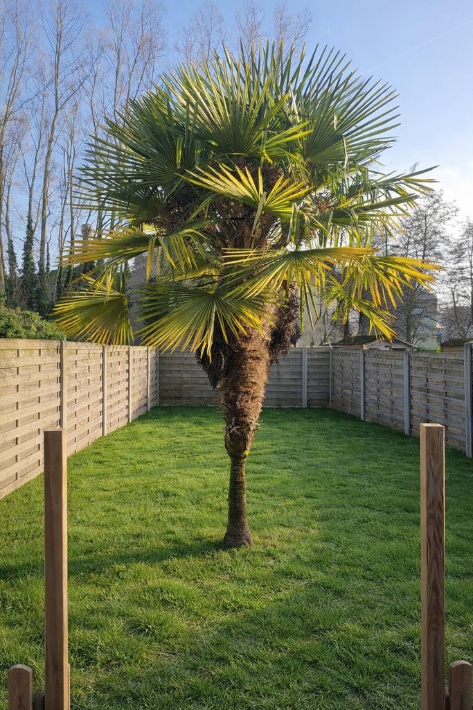 Palmboom, Tuin en Terras, Ophalen