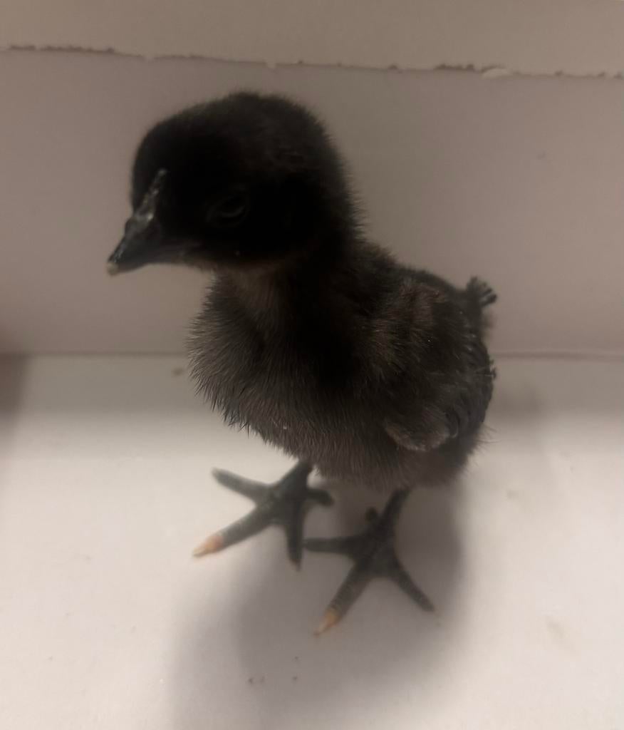 Ayam cemani kuikens, Dieren en Toebehoren, Pluimvee, Kip