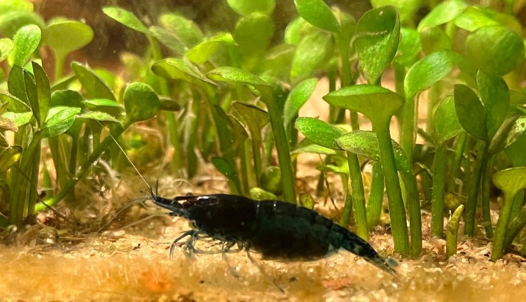 Neocaridina blue dream garnalen, Homard, Crabe ou Crevette, Poisson d'eau douce