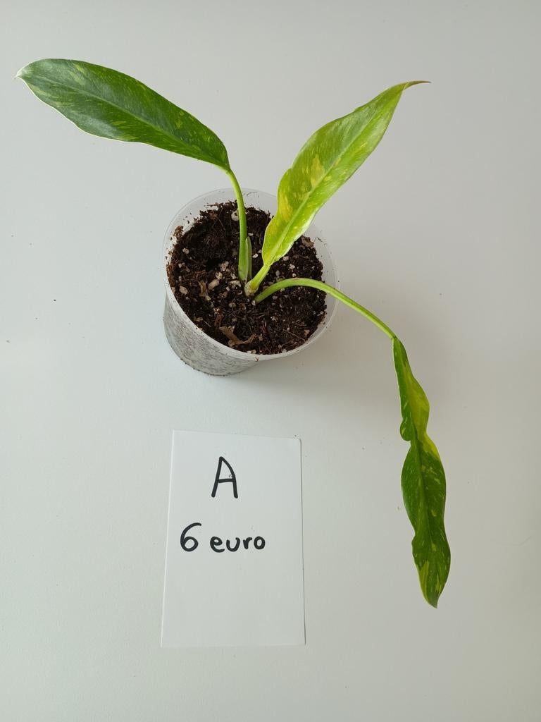 Philodendron Ring of fire, Enlèvement