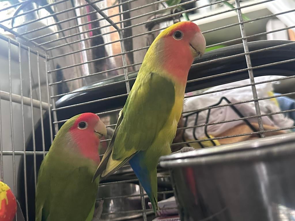 Dwergpapegaaiën, Perroquet nain ou Inséparable, Domestique