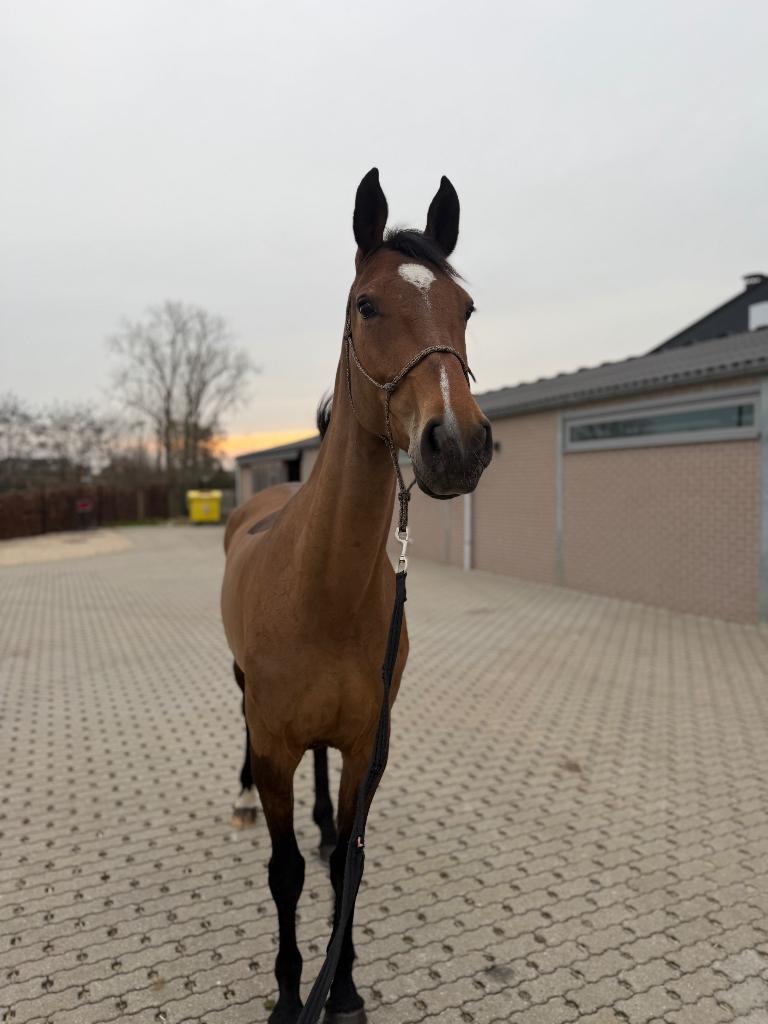 Merrie te koop, Animaux & Accessoires, Chevaux, Jument, 165 à 170 cm, 3 à 6 ans, Cheval de saut, Avec pedigree, Avec puce électronique