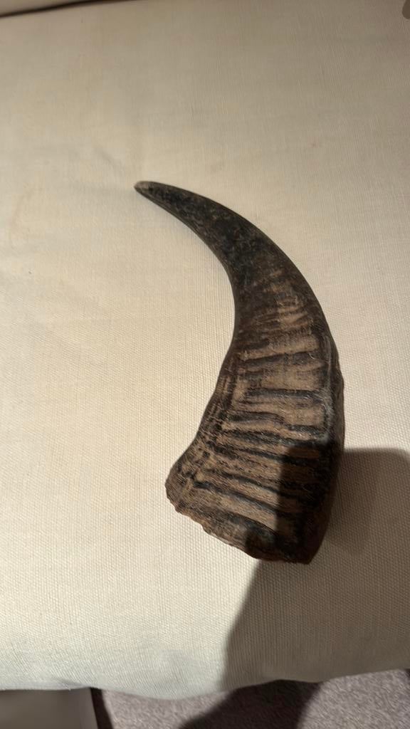 Neushoorns, Ophalen, Zo goed als nieuw