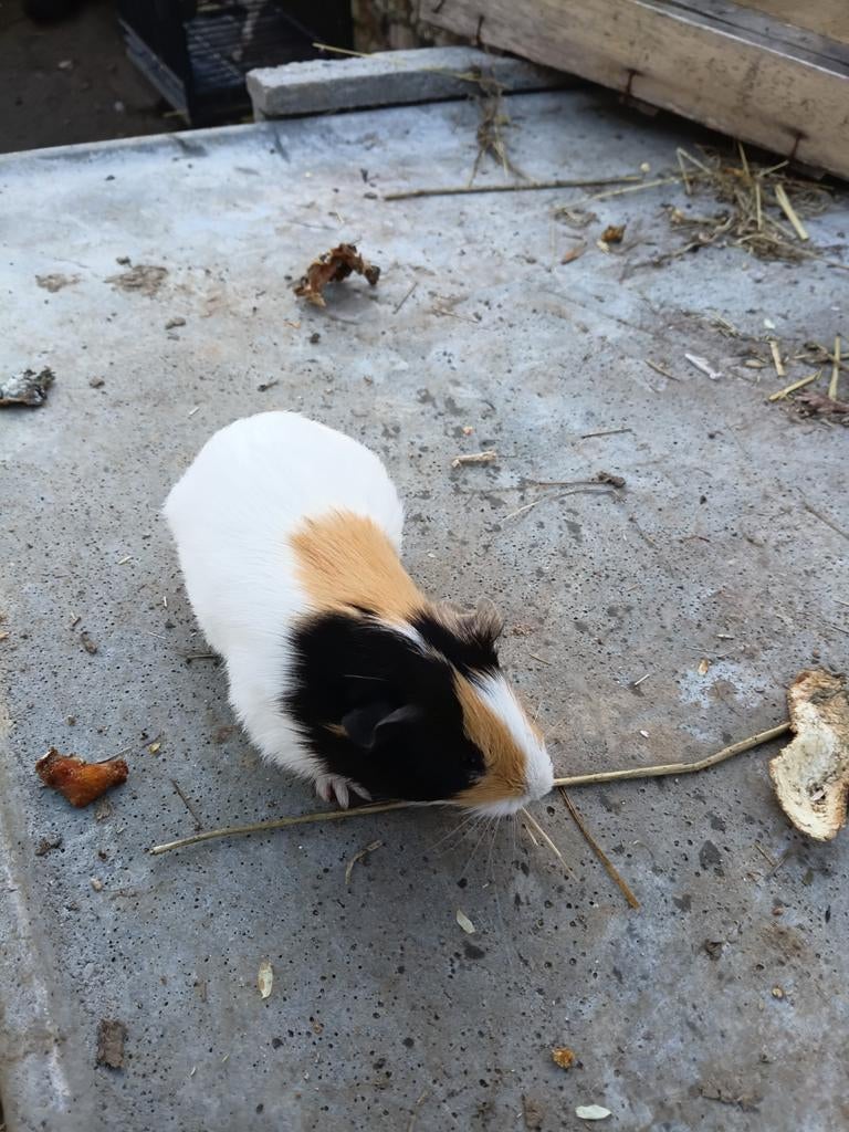Cavia beer mannetje, Dieren en Toebehoren, Cavia, Februari, Mannelijk, Tam