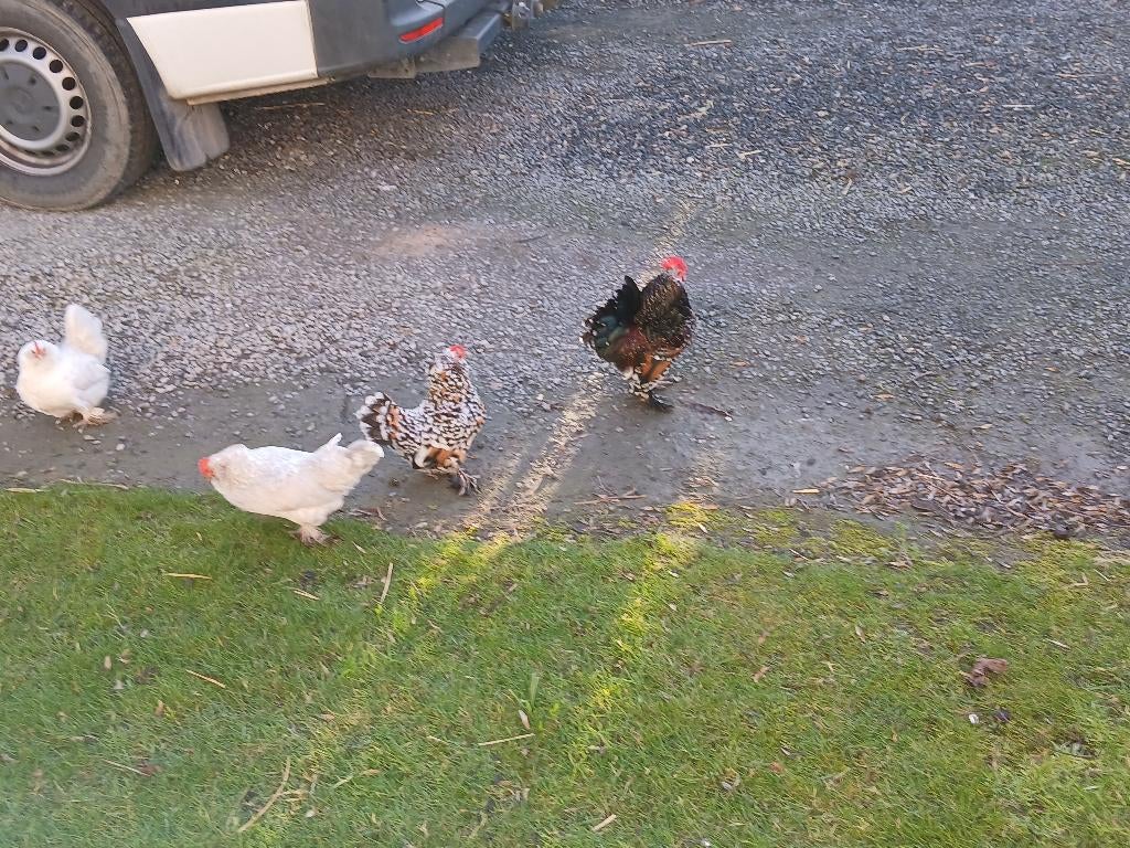 Ukkelse baardkriel, Poule ou poulet