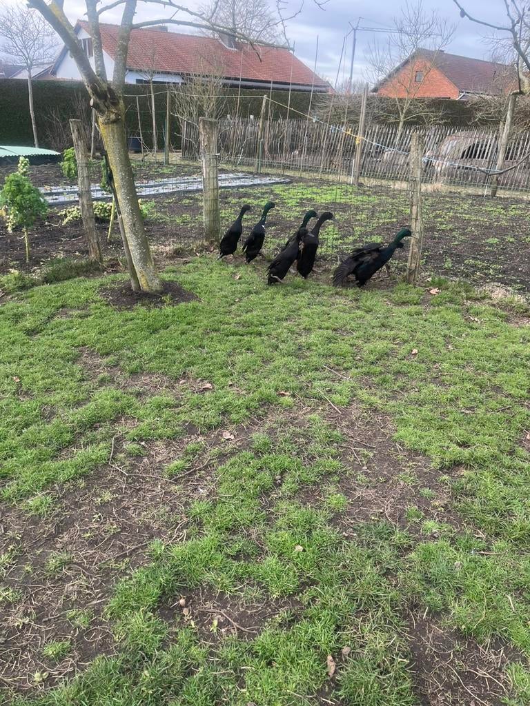 Broedeieren van mooie zwarte loopeenden, Geslacht onbekend, Eend