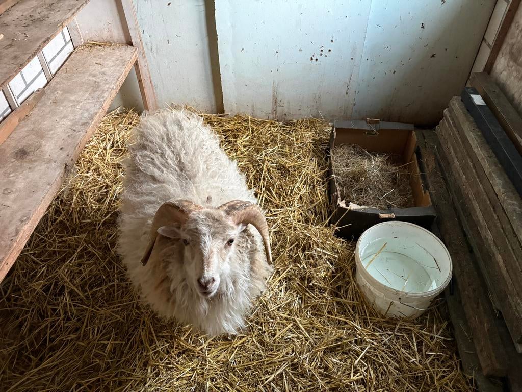 Ouessant ram -, Dieren en Toebehoren, Schapen, Geiten en Varkens, Mannelijk