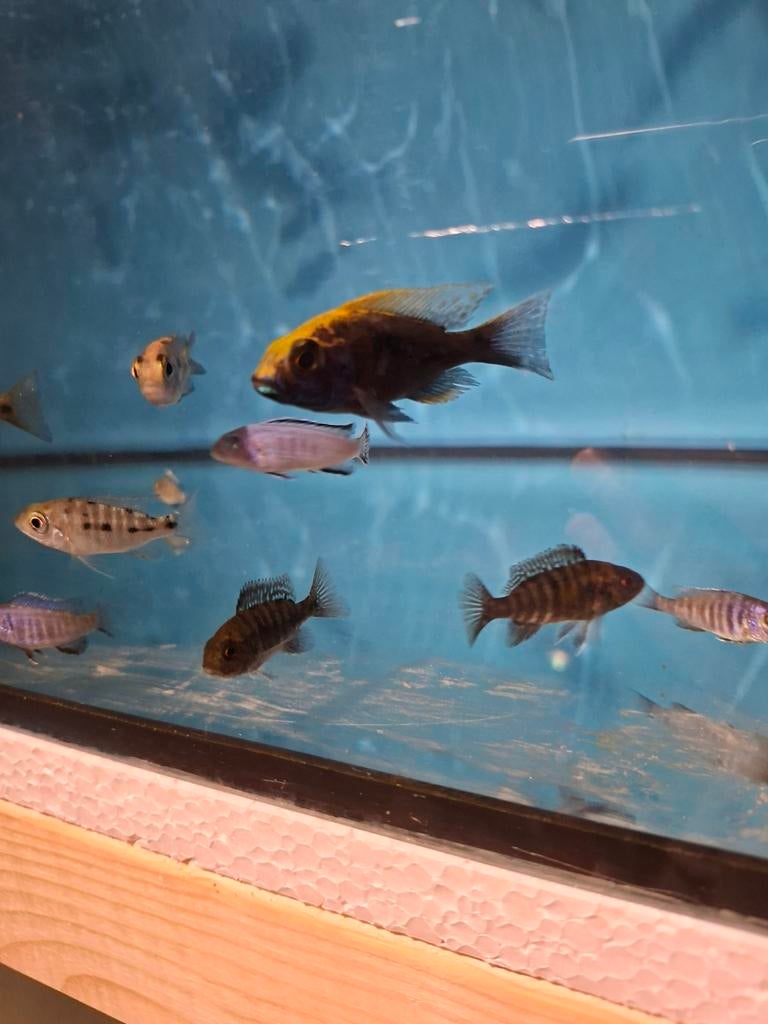 Cichlides malawi otopharynxs sulphur head, Animaux & Accessoires