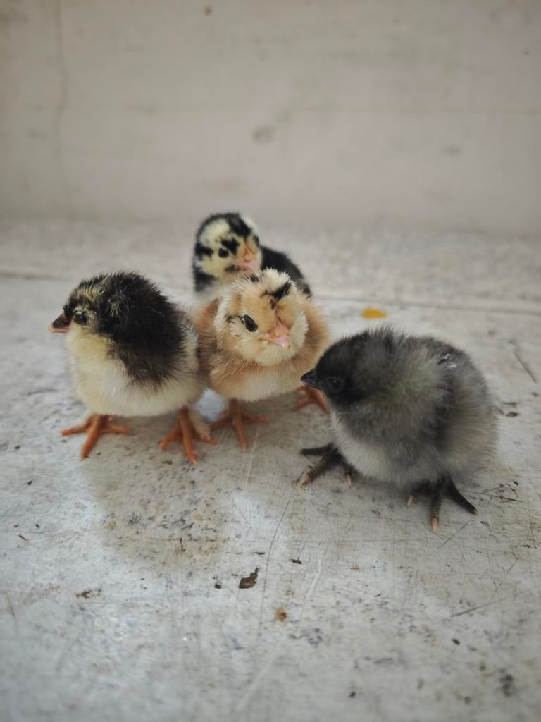 Paaskuikens/eendagskuikens te koop, Dieren en Toebehoren, Pluimvee