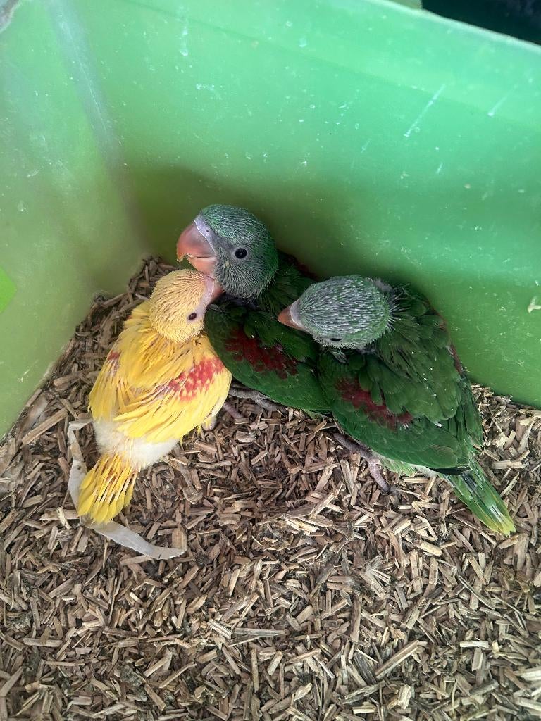 alexander parkieten, Sexe inconnu, Perruche, Domestique