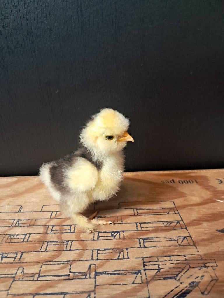 Usa zijdehoen motteld kuikentjes, Dieren en Toebehoren, Pluimvee, Geslacht onbekend, Kip