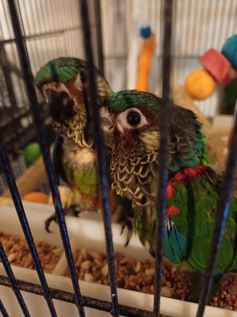 Zeer tamme jonge  pyrrhura