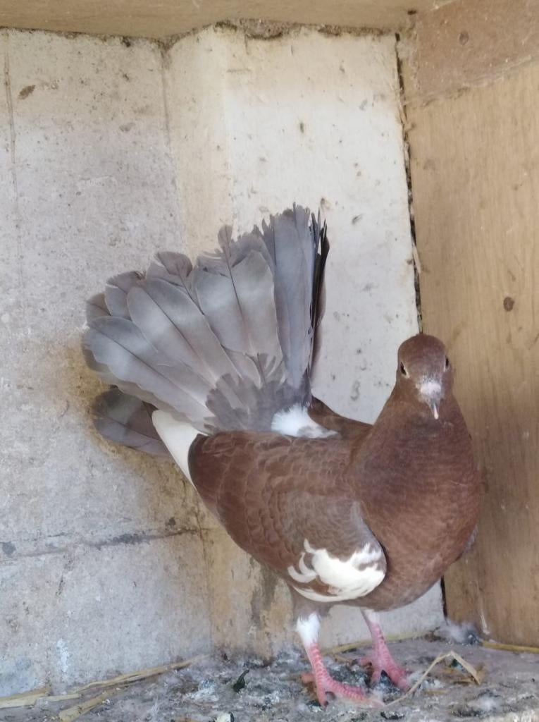 Pauwstaarten, Sexe inconnu