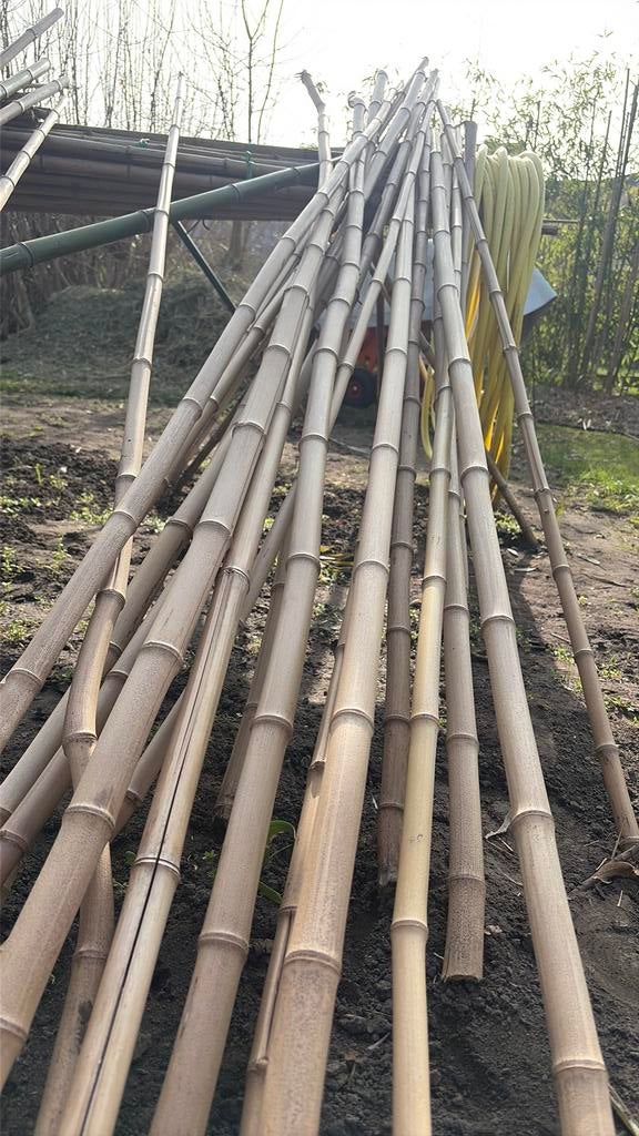 Bâtons de bambou à vendre, Bricolage & Construction, Enlèvement, Neuf