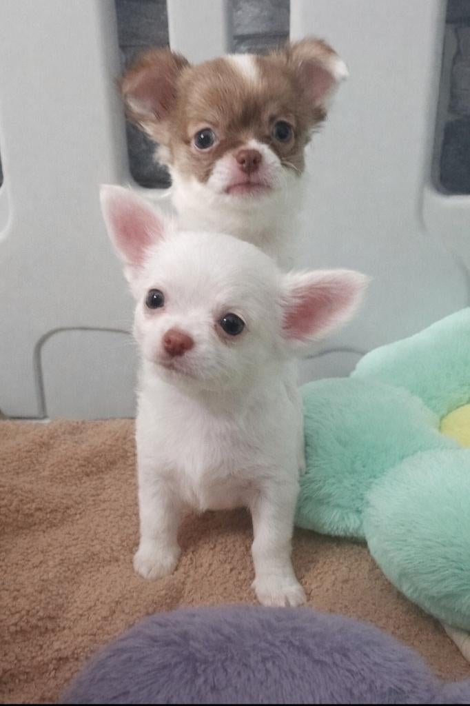 Chiot chihuahua poils long, Animaux & Accessoires, Chiens | Chihuahuas & Chiens de compagnie, Chien (mâle), Chihuahua, Particulier