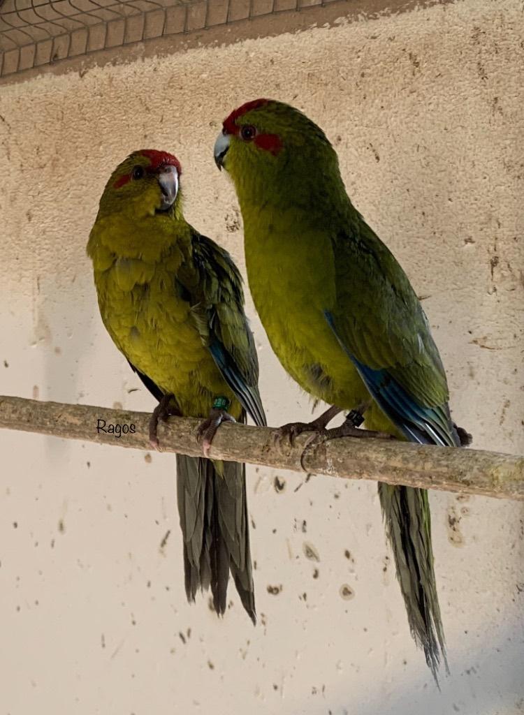 Kakariki kakarikis, Animaux & Accessoires, Plusieurs animaux, Perruche, Bagué