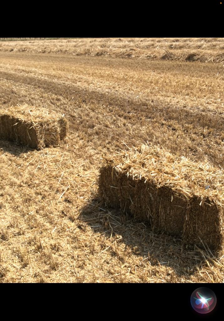 Kleine balen tarwestro, Dieren en Toebehoren, Ophalen