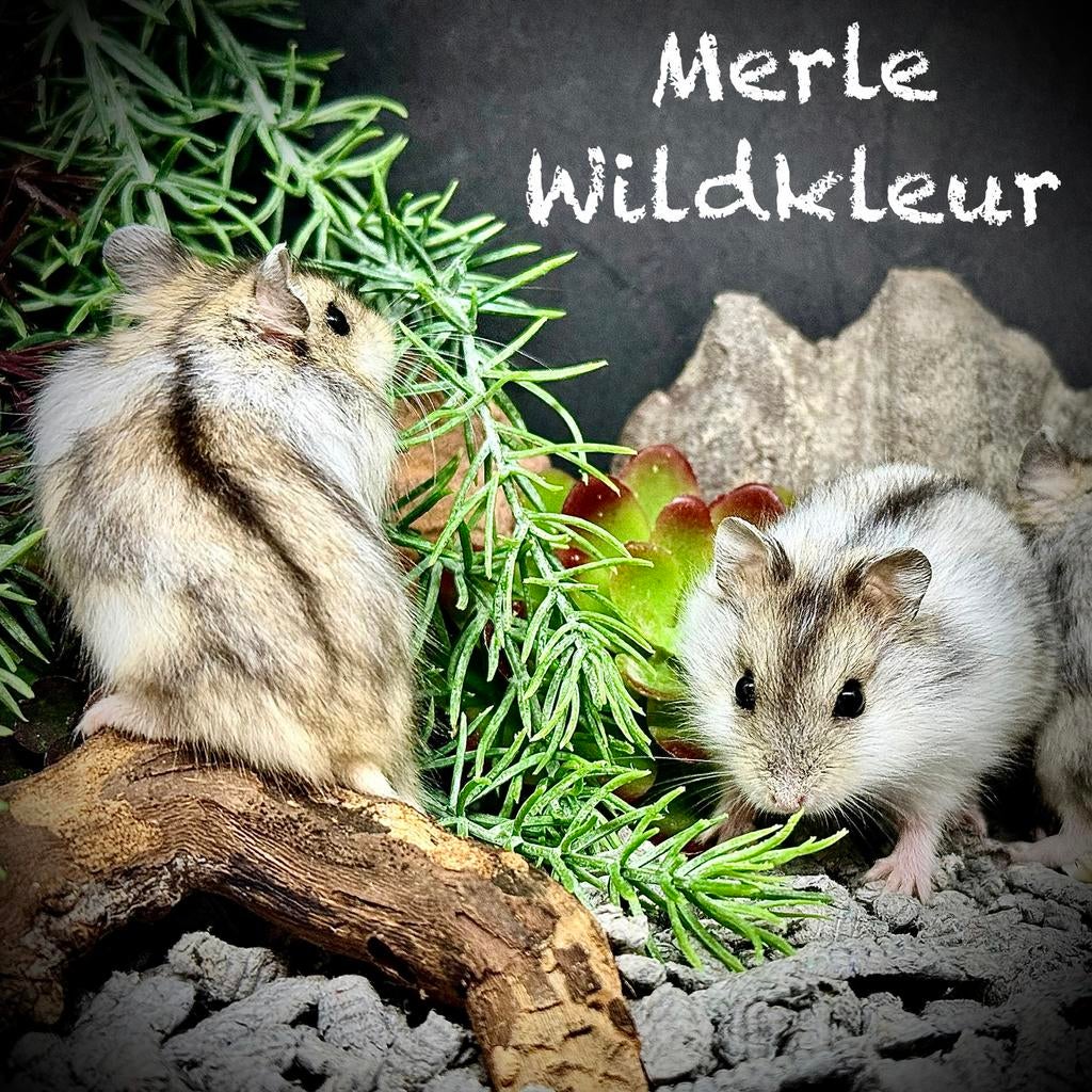 Prachtige alleschattigste Troetelhamstertjes (4-8 weken), Hamster, Februari, Meerdere dieren, Tam