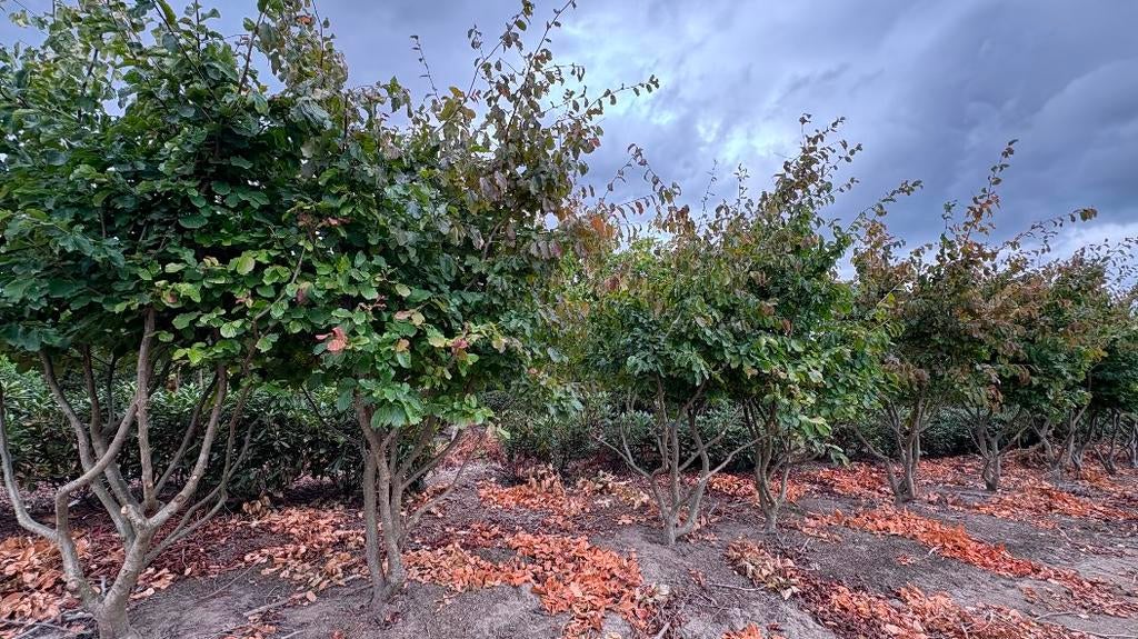 Parrotia Persica meerstammige bomen in verschillende maten, Tuin en Terras, Planten | Bomen, Herfst, Ophalen of Verzenden