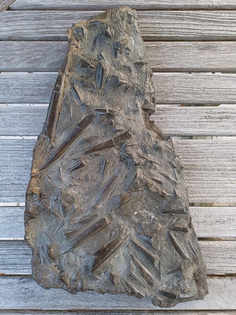 Groot sterftebed belemnieten - zeldzaam, Verzamelen, Mineralen en Fossielen, Fossiel, Ophalen of Verzenden
