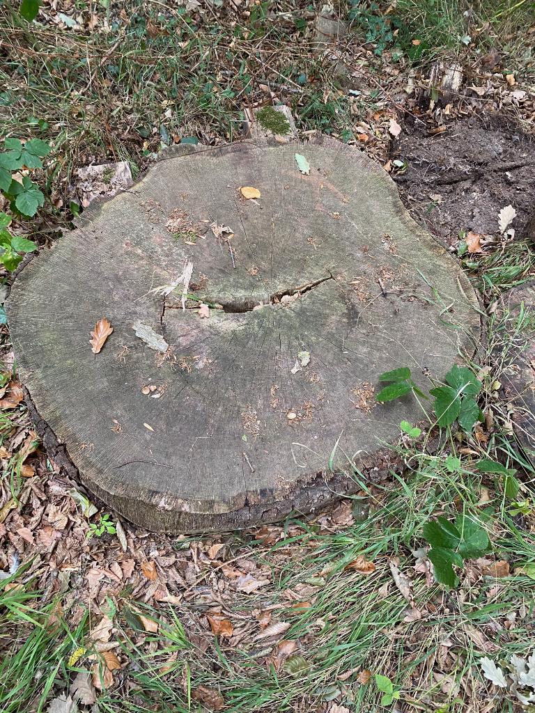 tronc d'arbre, disque, chêne à biscuits, Bricolage & Construction, Bois & Planches, 50 mm ou plus, Enlèvement, Autres types, Chêne