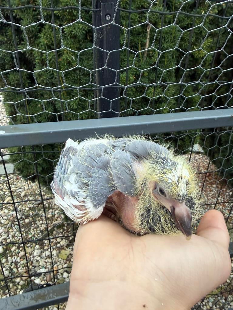 Pigeons, Animaux & Accessoires, Oiseaux | Pigeons, Autres espèces, Plusieurs animaux