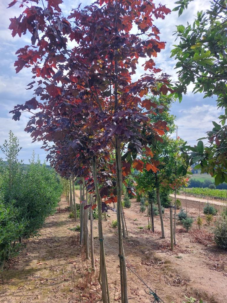 Esdoorn, rode esdoorn en bonte esdoorn, Tuin en Terras, Planten | Bomen, Halfschaduw, Lente, 250 tot 400 cm, Ophalen