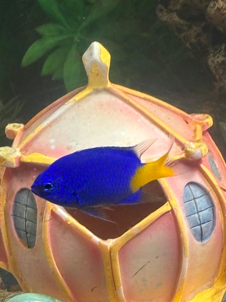 2 mooi clownvissen 1 Chrysiptera Parasema 2 levende stenen, Poisson, Poisson de mer